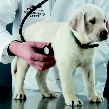 vet and puppy