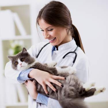female veterinary holding a cat.