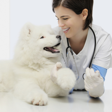 vet and cat