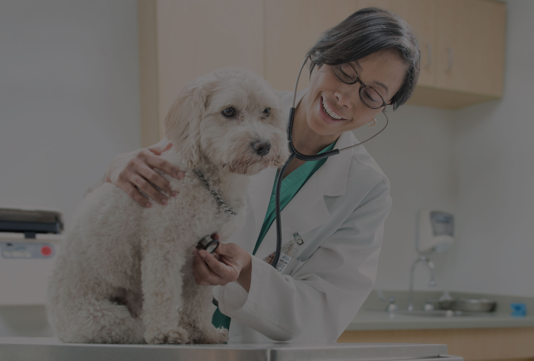 Dog at the vet