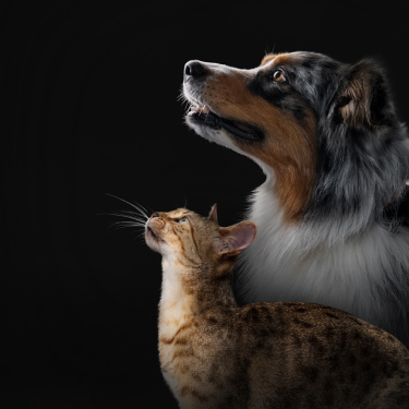 Cat and dog together